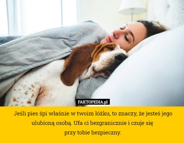 
    Jeśli pies śpi właśnie w twoim łóżku, to znaczy, że jesteś jego ulubioną