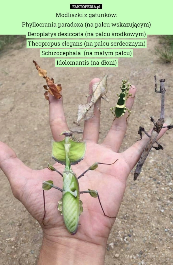 
    Modliszki z gatunków:
Phyllocrania paradoxa (na palcu wskazującym)
Deroplatys