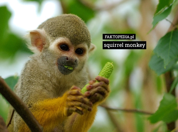 
    Squirrel monkey