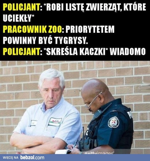 
    Z zoo uciekły zwierzęta...