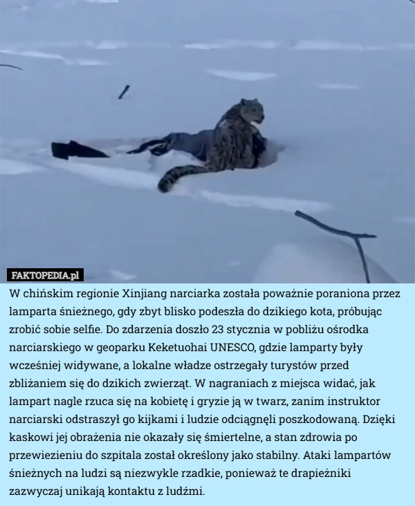 
    W chińskim regionie Xinjiang narciarka została poważnie poraniona przez