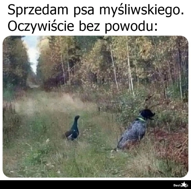 
    Pies myśliwski 