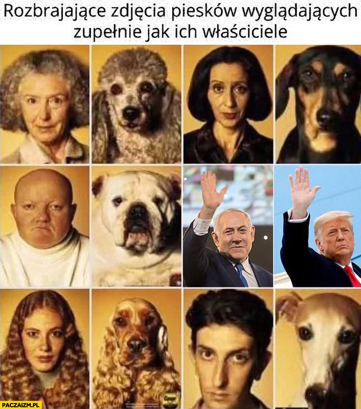 
    Rozbrajające zdjęcia piesków wyglądających zupełnie jak ich właściciele Trump jak Netanjahu