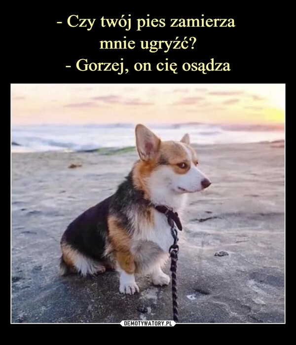 
    - Czy twój pies zamierza 
mnie ugryźć?
- Gorzej, on cię osądza