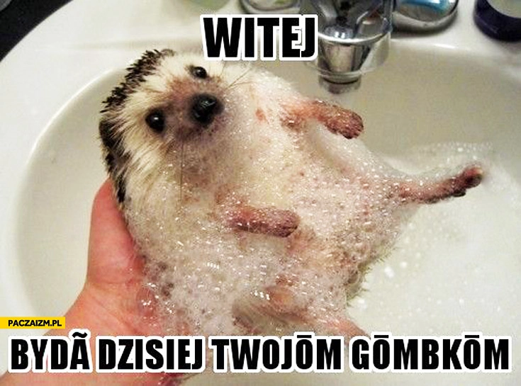 
    Witaj będę dzisiaj Twoją gąbka jeż