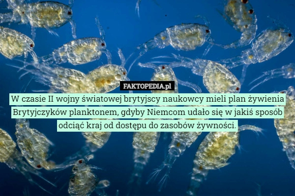 
    W czasie II wojny światowej brytyjscy naukowcy mieli plan żywienia Brytyjczyków