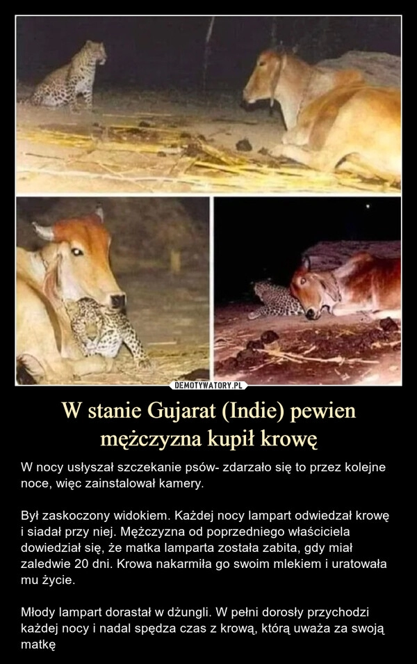 
    W stanie Gujarat (Indie) pewien mężczyzna kupił krowę