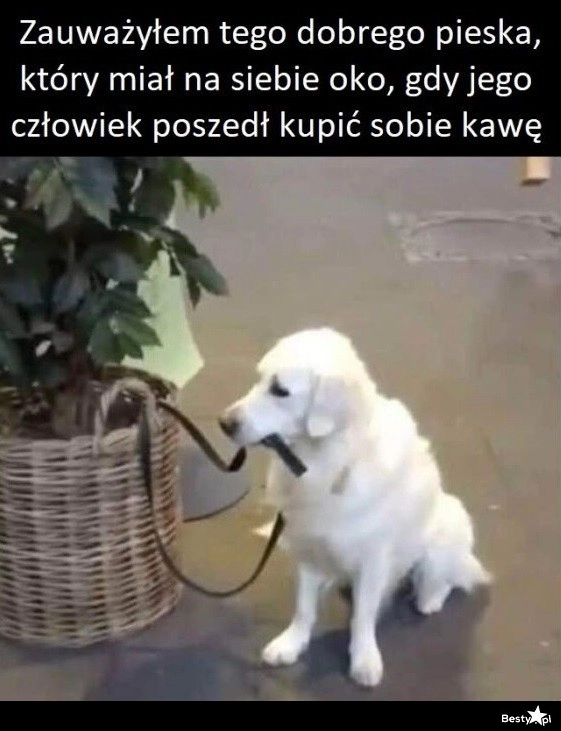 
    Dobry piesek 