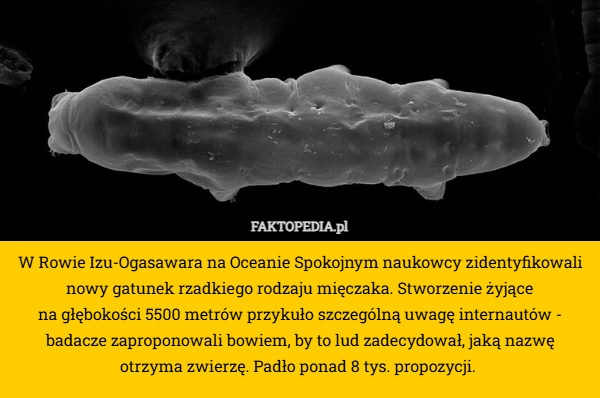 
    W Rowie Izu-Ogasawara na Oceanie Spokojnym naukowcy zidentyfikowali nowy