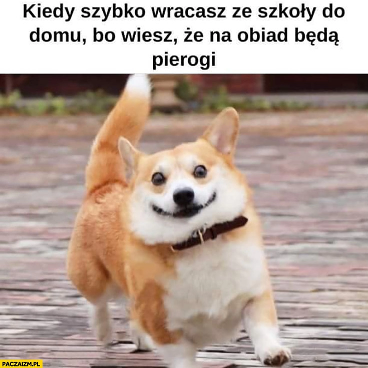 
    Pies kiedy szybko wracasz ze szkoły do domu bo wiesz, że na obiad będą pierogi