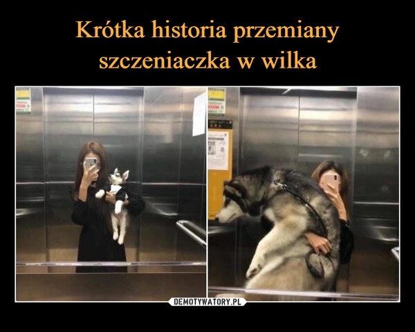 
    Krótka historia przemiany szczeniaczka w wilka