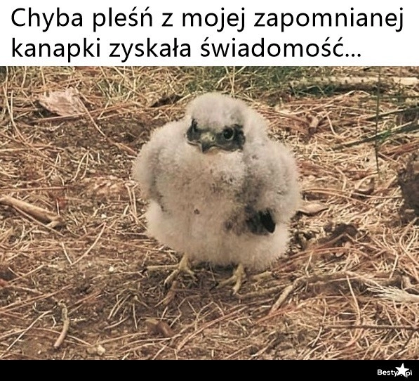 
    Pleśń z zapomnianej kanapki 