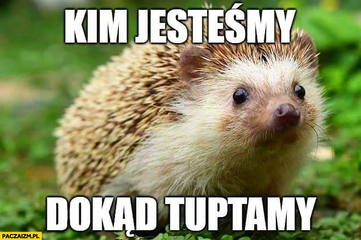 
    Kim jesteśmy, dokąd tuptamy? Jeż jeżyk