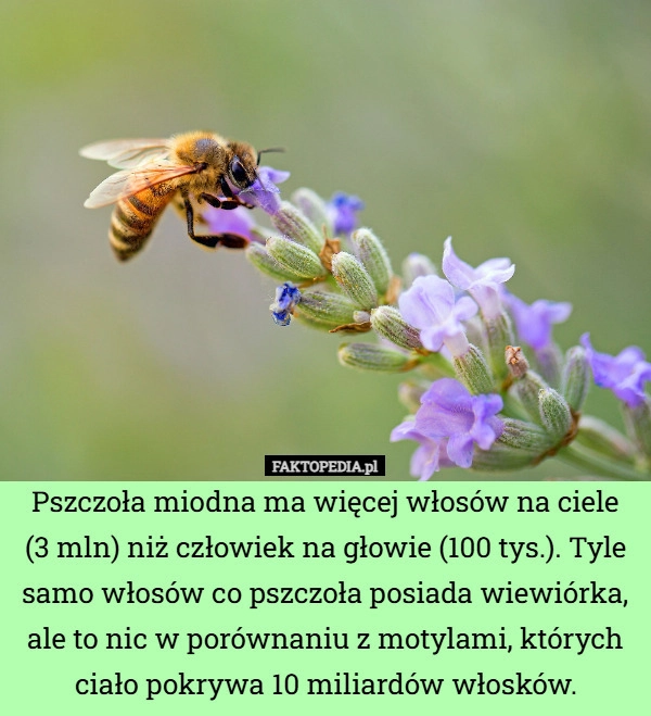 Pszczoła miodna ma więcej włosów na ciele (3 mln) niż człowiek na głowie