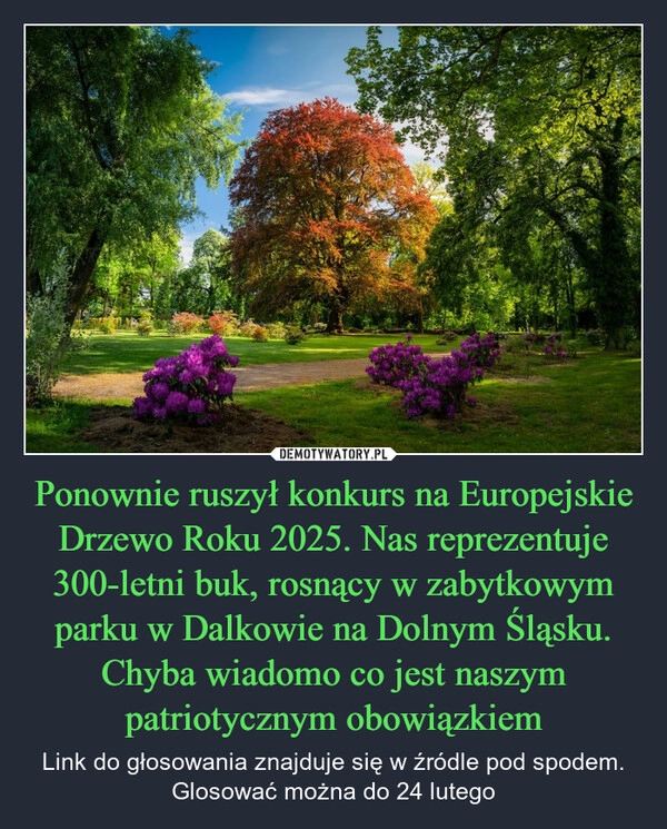 
    Ponownie ruszył konkurs na Europejskie Drzewo Roku 2025. Nas reprezentuje 300-letni buk, rosnący w zabytkowym parku w Dalkowie na Dolnym Śląsku. Chyba wiadomo co jest naszym patriotycznym obowiązkiem