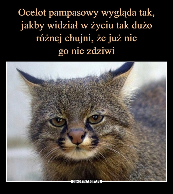 
    Ocelot pampasowy wygląda tak, jakby widział w życiu tak dużo różnej chujni, że już nic
go nie zdziwi