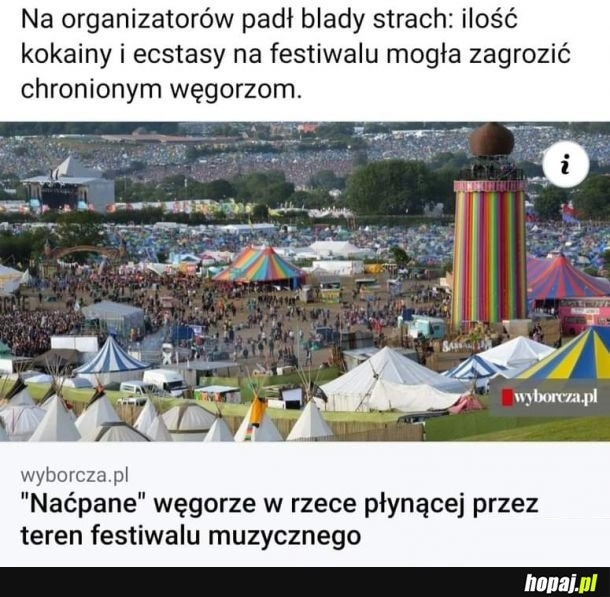 
    Ućpane Węgorze