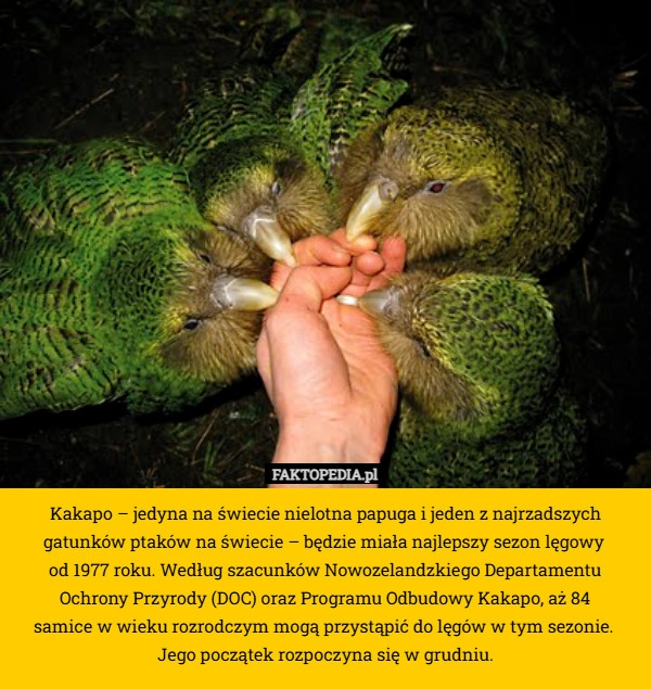 
    Kakapo – jedyna na świecie nielotna papuga i jeden z najrzadszych gatunków