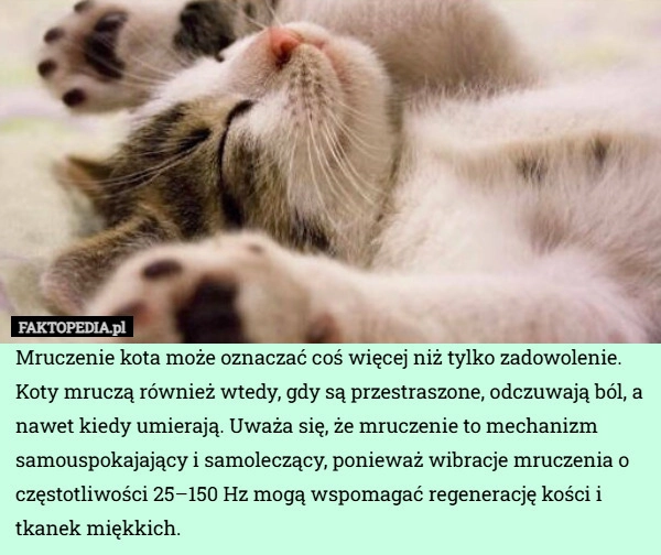 
    Mruczenie kota może oznaczać coś więcej niż tylko zadowolenie. Koty mruczą