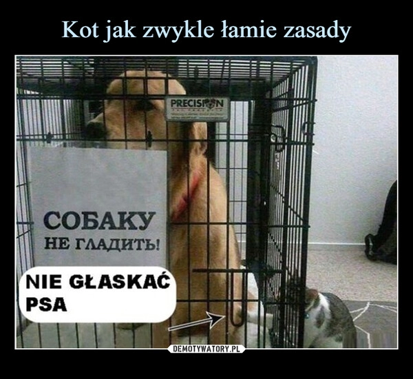 
    Kot jak zwykle łamie zasady