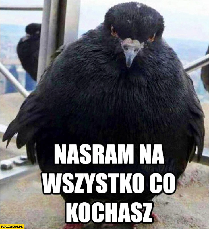 
    Nasram na wszystko co kochasz ptak