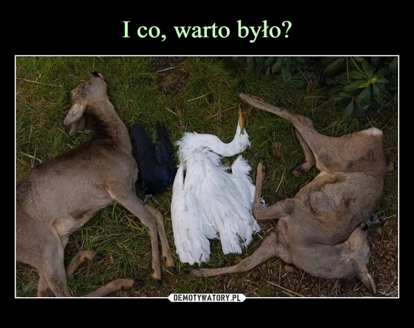 
    I co, warto było?