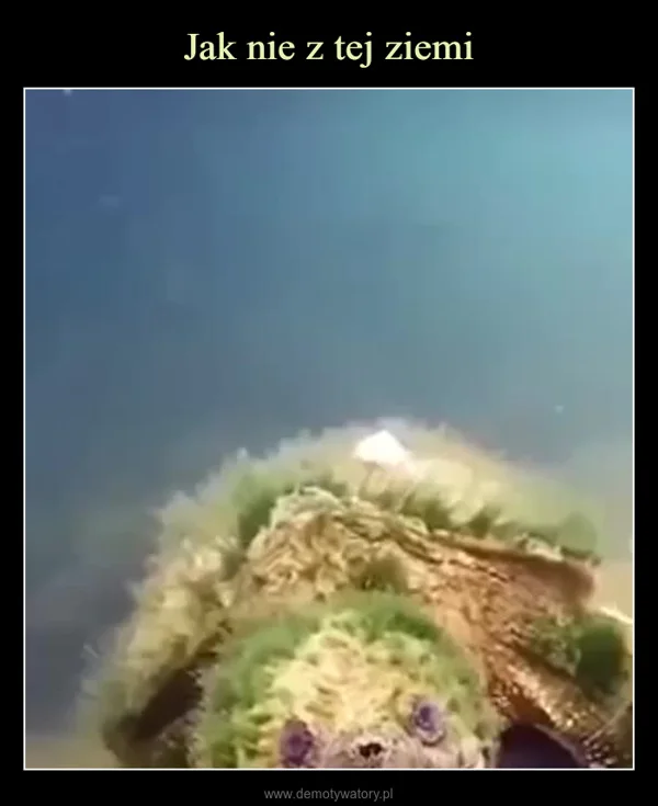 
    Jak nie z tej ziemi
