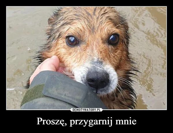 
    Proszę, przygarnij mnie