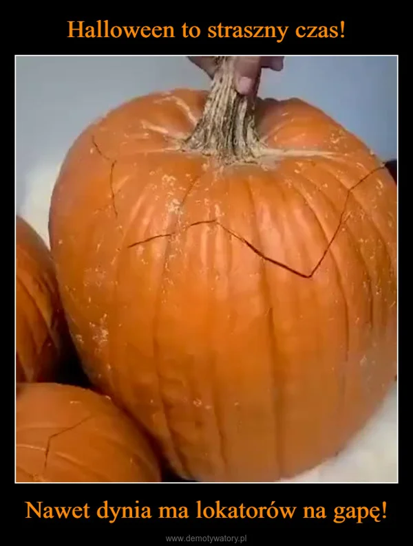 
    Halloween to straszny czas! Nawet dynia ma lokatorów na gapę!