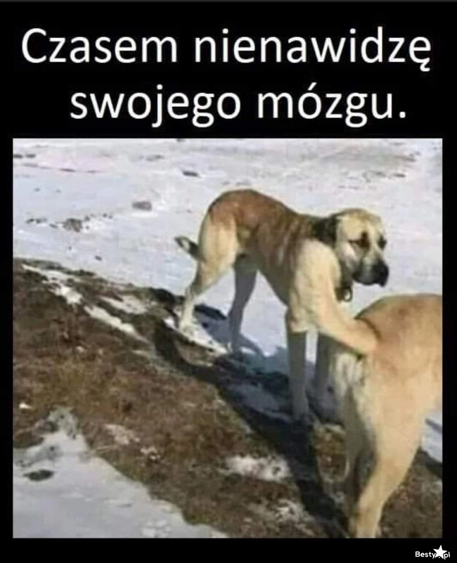 
    Znów zrobił w bambuko 