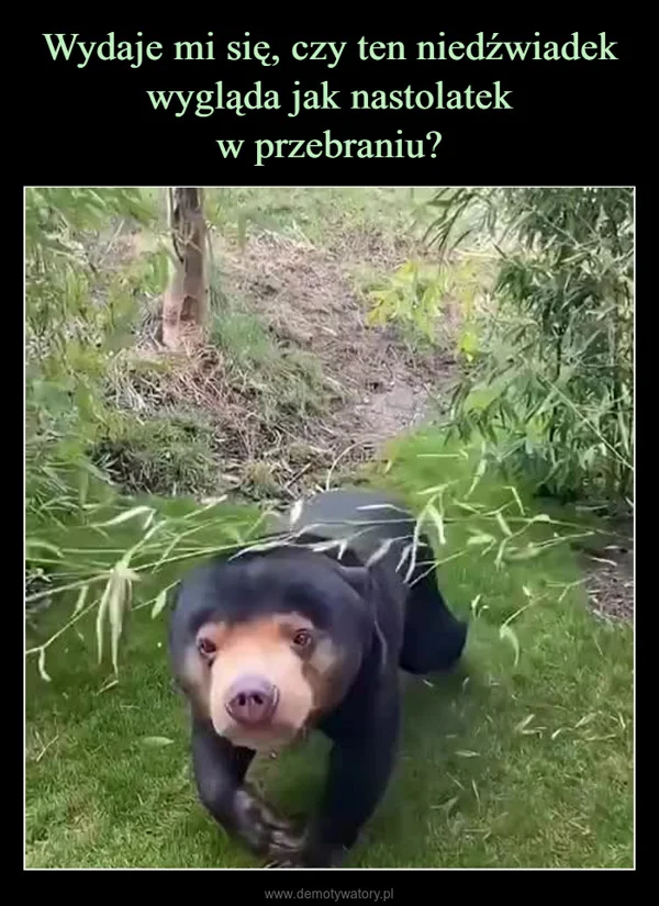 Wydaje mi się, czy ten niedźwiadek wygląda jak nastolatek w przebraniu?