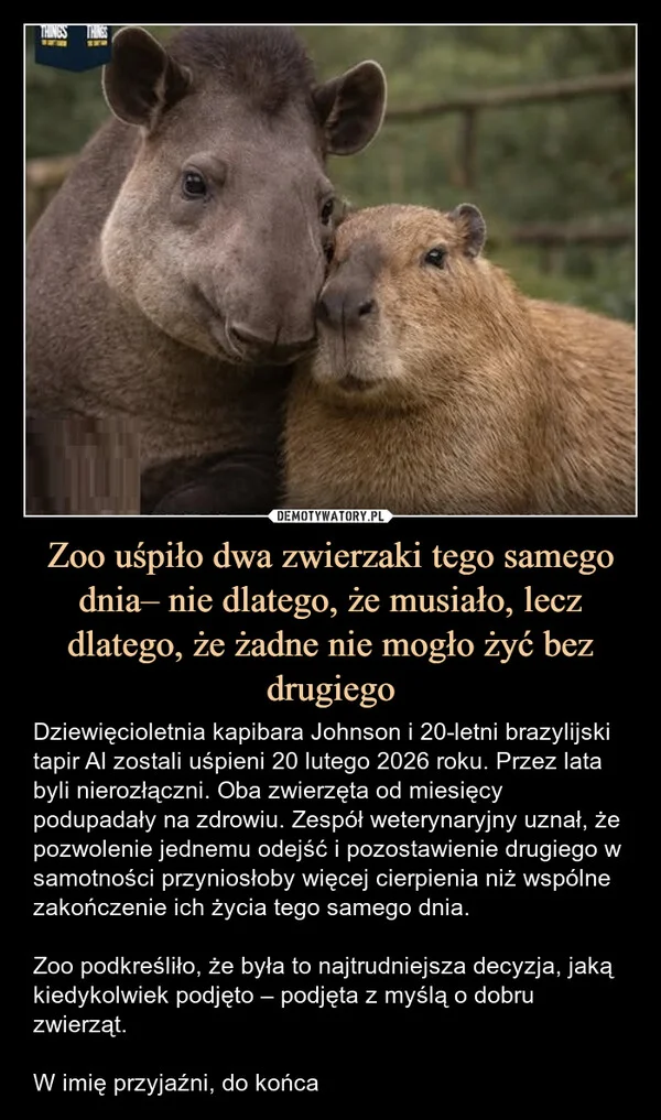 
    Zoo uśpiło dwa zwierzaki tego samego dnia– nie dlatego, że musiało, lecz dlatego, że żadne nie mogło żyć bez drugiego
