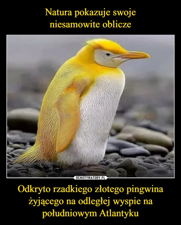 
    Natura pokazuje swoje niesamowite oblicze Odkryto rzadkiego złotego pingwina żyjącego na odległej wyspie na południowym Atlantyku