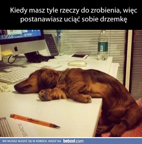 
    Dużo obowiązków 