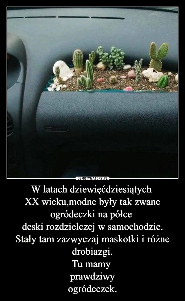 
    W latach dziewięćdziesiątych 
XX wieku,modne były tak zwane ogródeczki na półce 
deski rozdzielczej w samochodzie.
Stały tam zazwyczaj maskotki i różne drobiazgi.
Tu mamy 
prawdziwy
ogródeczek.