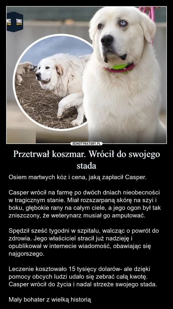 
    Przetrwał koszmar. Wrócił do swojego stada