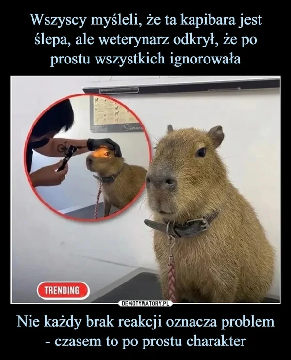 
    Wszyscy myśleli, że ta kapibara jest ślepa, ale weterynarz odkrył, że po prostu wszystkich ignorowała Nie każdy brak reakcji oznacza problem - czasem to po prostu charakter
