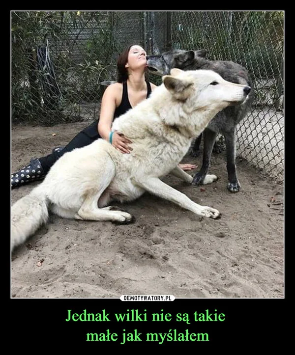 Jednak wilki nie są takie małe jak myślałem