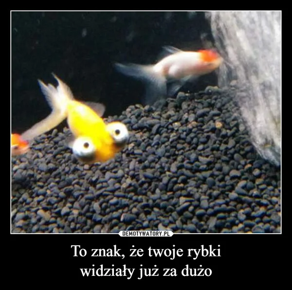 
    To znak, że twoje rybki widziały już za dużo