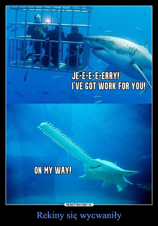 Rekiny się wycwaniły