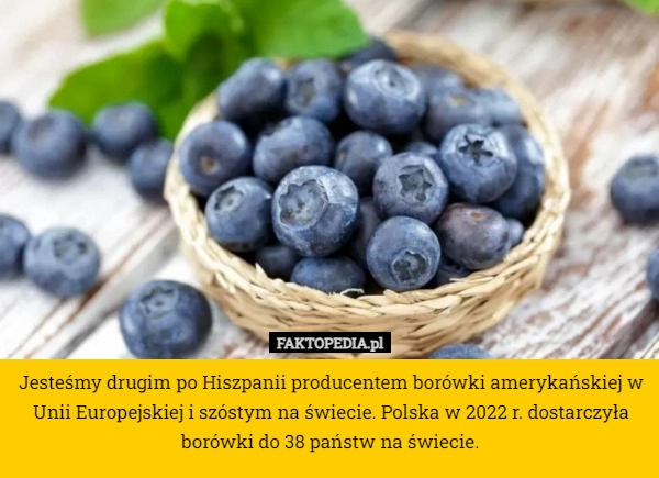 
    Jesteśmy drugim po Hiszpanii producentem borówki amerykańskiej w Unii Europejskiej