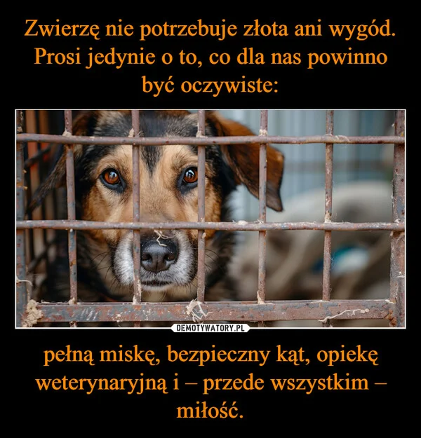 
    Zwierzę nie potrzebuje złota ani wygód. Prosi jedynie o to, co dla nas powinno być oczywiste: pełną miskę, bezpieczny kąt, opiekę weterynaryjną i – przede wszystkim – miłość.