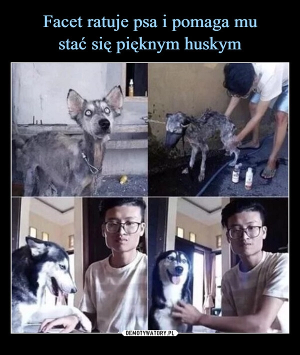 
    Facet ratuje psa i pomaga mu
stać się pięknym huskym