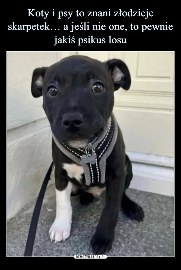 
    Koty i psy to znani złodzieje skarpetek… a jeśli nie one, to pewnie jakiś psikus losu