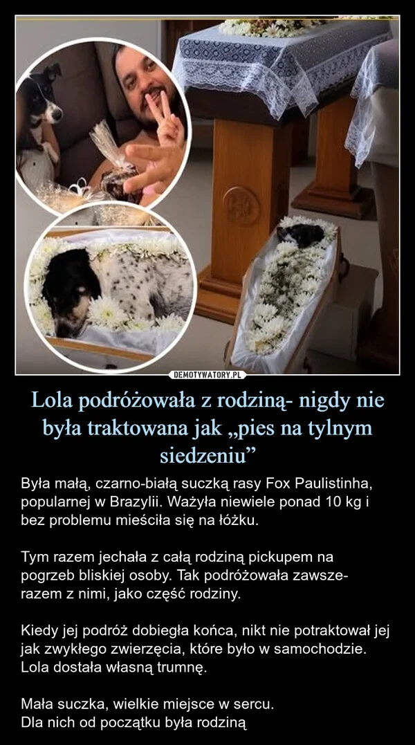 Lola podróżowała z rodziną- nigdy nie była traktowana jak „pies na tylnym siedzeniu”