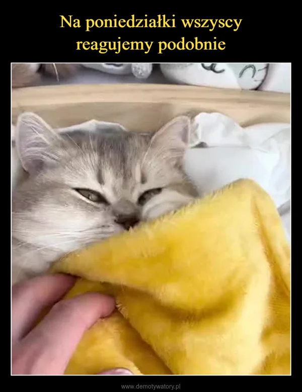 
    Na poniedziałki wszyscy reagujemy podobnie