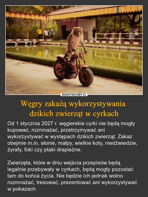 
    Węgry zakażą wykorzystywania dzikich zwierząt w cyrkach