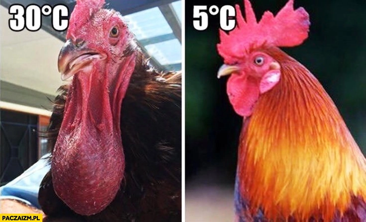 
    Kogut kurczak w 30 stopniach vs kurczak w 5 stopniach porównanie rozpływa się