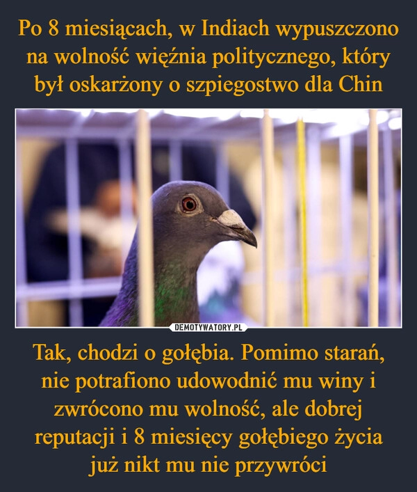 
    Po 8 miesiącach, w Indiach wypuszczono na wolność więźnia politycznego, który był oskarżony o szpiegostwo dla Chin Tak, chodzi o gołębia. Pomimo starań, nie potrafiono udowodnić mu winy i zwrócono mu wolność, ale dobrej reputacji i 8 miesięcy gołębiego życia już nikt mu nie przywróci