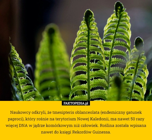 
    Naukowcy odkryli, że tmesipteris oblanceolata (endemiczny gatunek paproci),